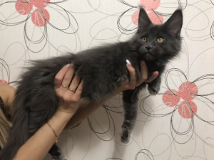 Additional photos: Maine Coon kitten for sale