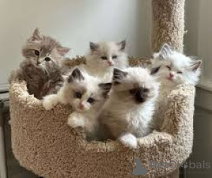 Photo №1. ragdoll - for sale in the city of Espoo | 580$ | Announcement № 164944