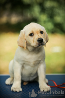 Additional photos: High quality Labrador Retriever puppies