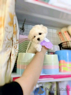 Photo №2 to announcement № 138638 for the sale of bichon frise - buy in United States breeder
