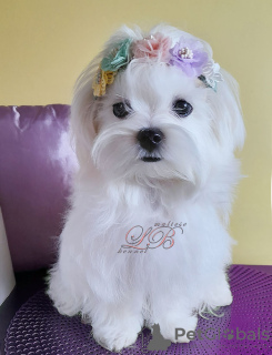 Photo №3. Maltese puppies - girls - sisters.. Ukraine