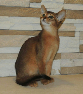 Photo №2 to announcement № 2101 for the sale of abyssinian cat - buy in Russian Federation from nursery