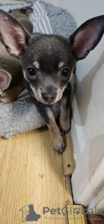 Additional photos: chihuahua KC Registered