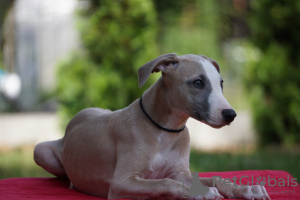 Photo №2 to announcement № 55608 for the sale of whippet - buy in Poland breeder