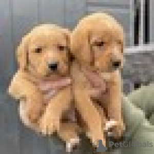 Photo №1. golden retriever - for sale in the city of Антверпен | 264$ | Announcement № 120193