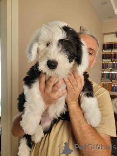 Additional photos: The Old English Sheepdog puppies
