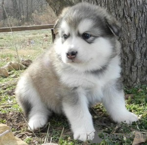 Photo №1. alaskan malamute - for sale in the city of Geneva | negotiated | Announcement № 124413