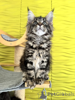Photo №2 to announcement № 138045 for the sale of maine coon - buy in Spain private announcement