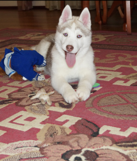 Photo №2 to announcement № 5406 for the sale of siberian husky - buy in Russian Federation breeder