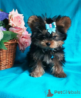 Photo №3. York is a wonderful boy. Russian Federation