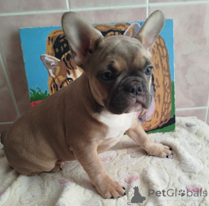 Photo №1. french bulldog - for sale in the city of Smolevichi | 516$ | Announcement № 162929
