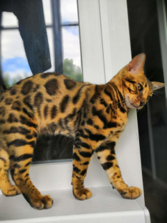Photo №4. I will sell bengal cat in the city of Ryazan. private announcement, from nursery, breeder - price - 402$