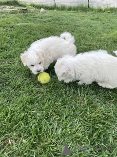 Photo №2 to announcement № 149850 for the sale of maltipu - buy in Germany private announcement, breeder