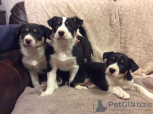 Photo №1. border collie - for sale in the city of Alytus | 359$ | Announcement № 37097