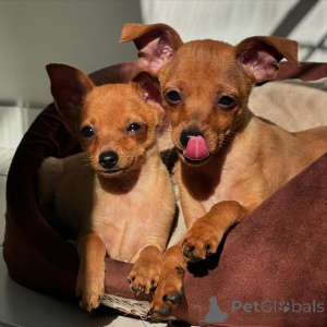 Photo №2 to announcement № 135626 for the sale of dobermann - buy in Germany breeder