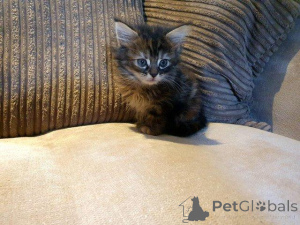 Photo №1. maine coon - for sale in the city of Antwerp | Is free | Announcement № 160355