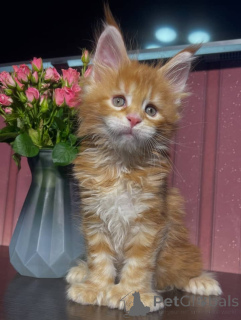 Photo №3. Maine Coon kittens. United States