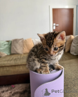 Photo №1. bengal cat - for sale in the city of Berlingrod | 329$ | Announcement № 149142