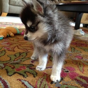 Photo №1. alaskan klee kai - for sale in the city of ANSUBRG | 578$ | Announcement № 166058