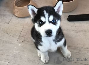 Photo №1. siberian husky - for sale in the city of Amsterdam | Is free | Announcement № 159195