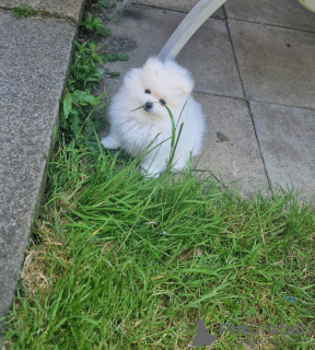 Photo №1. pomeranian - for sale in the city of Leipzig | 280$ | Announcement № 27894