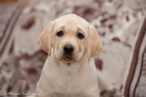 Photo №1. labrador retriever - for sale in the city of Moscow | Negotiated | Announcement № 4437