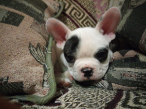 Photo №2 to announcement № 5105 for the sale of french bulldog - buy in Russian Federation private announcement, breeder