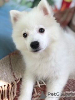 Photo №2 to announcement № 17439 for the sale of japanese spitz - buy in Ukraine private announcement