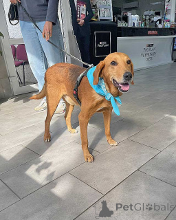 Photo №4. I will sell non-pedigree dogs in the city of Moskova. private announcement - price - Is free