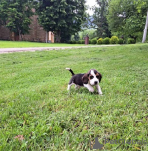 Additional photos: beagle