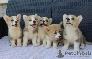 Photo №2 to announcement № 112204 for the sale of welsh corgi - buy in Serbia 