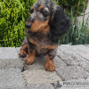 Additional photos: long haired dachshund