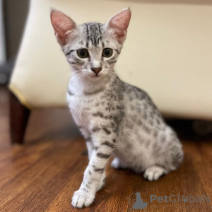 Photo №1. egyptian mau - for sale in the city of Leipzig | 258$ | Announcement № 156224