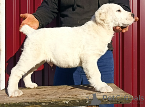 Photo №3. Puppies of SAO Alabai. Japan