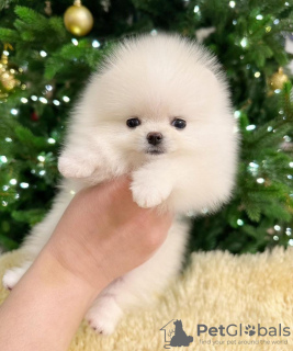 Photo №2 to announcement № 102261 for the sale of pomeranian - buy in United States private announcement