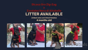 Photo №2 to announcement № 150365 for the sale of dobermann - buy in Serbia 
