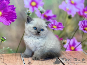 Photo №2 to announcement № 103751 for the sale of ragdoll - buy in Germany private announcement