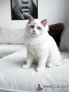 Photo №1. ragdoll - for sale in the city of Quinns Rocks | 2900$ | Announcement № 176611
