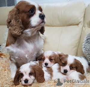 Photo №3. Gorgeous Cavalier King Charles Spaniel puppies. Germany