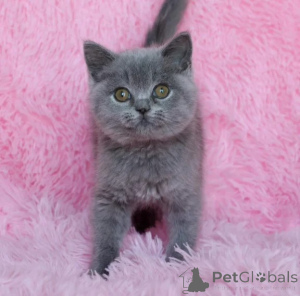 Photo №1. british shorthair - for sale in the city of Holzwickede | 361$ | Announcement № 177633