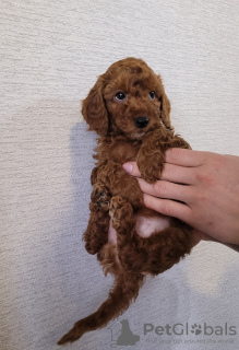Photo №4. I will sell poodle (dwarf), poodle (toy) in the city of Minsk. breeder - price - 1208$