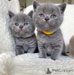 Photo №3. British Shorthair Champion Line Sukutaulussa. Finland