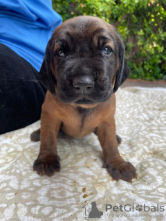 Photo №3. Bavarian mountain hound puppy. Poland