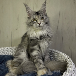 Photo №1. maine coon - for sale in the city of Bellaire | 550$ | Announcement № 161721