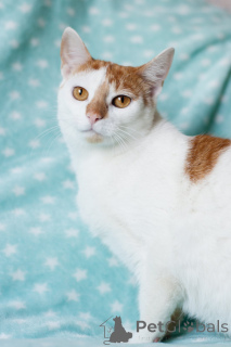 Photo №4. I will sell  in the city of Minsk. private announcement - price - Is free