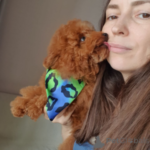 Photo №3. Toy poodle for adoption. Germany