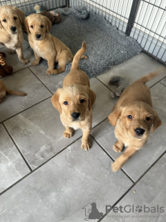 Photo №2 to announcement № 123480 for the sale of golden retriever - buy in Finland private announcement, breeder