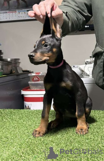 Additional photos: Doberman puppies