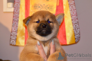 Photo №3. Shiba Inu puppy boy from KUMIKO YOSHI kennel. Russian Federation