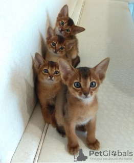 Photo №1. abyssinian cat - for sale in the city of Gomel | 300$ | Announcement № 24335